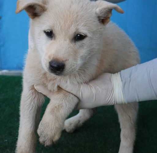 제주 동물보호센터_450650202503109