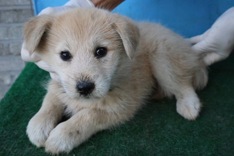 제주 동물보호센터_450650202503110