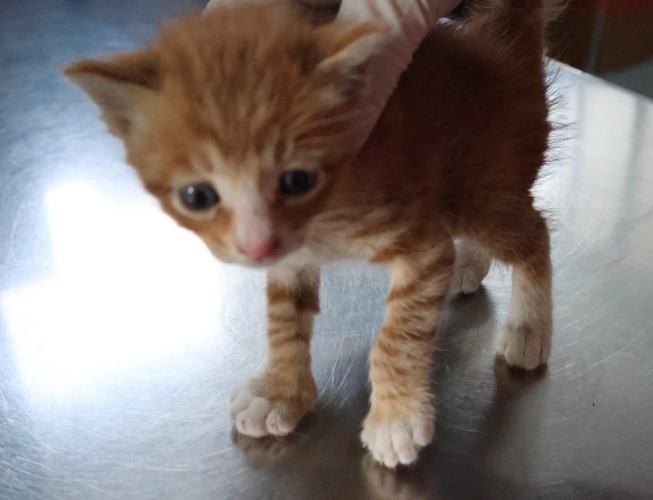 보호중 한국 고양이…