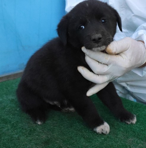 제주 동물보호센터_450650202503111