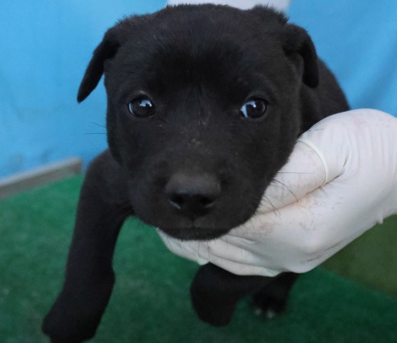 제주 동물보호센터_450650202503112