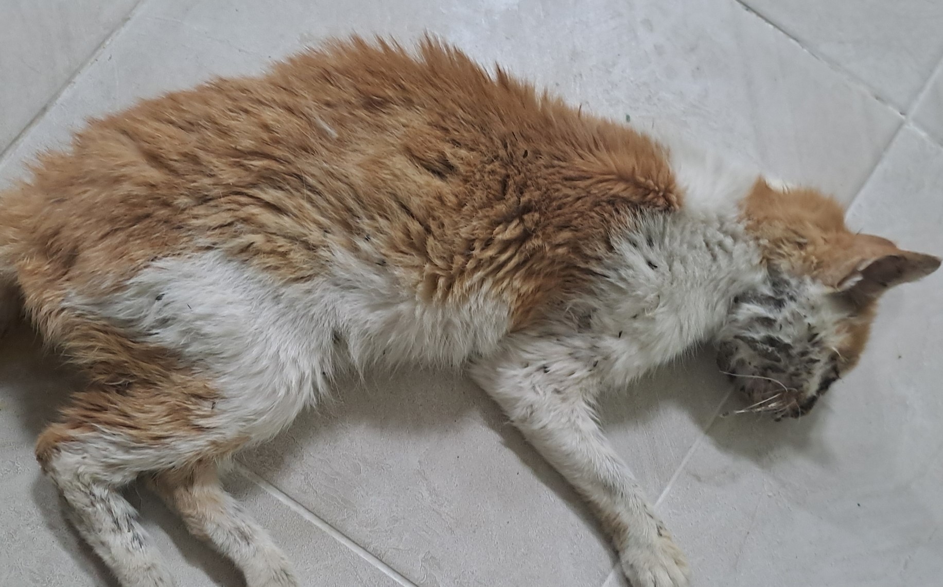 종료(자연사) 한국…