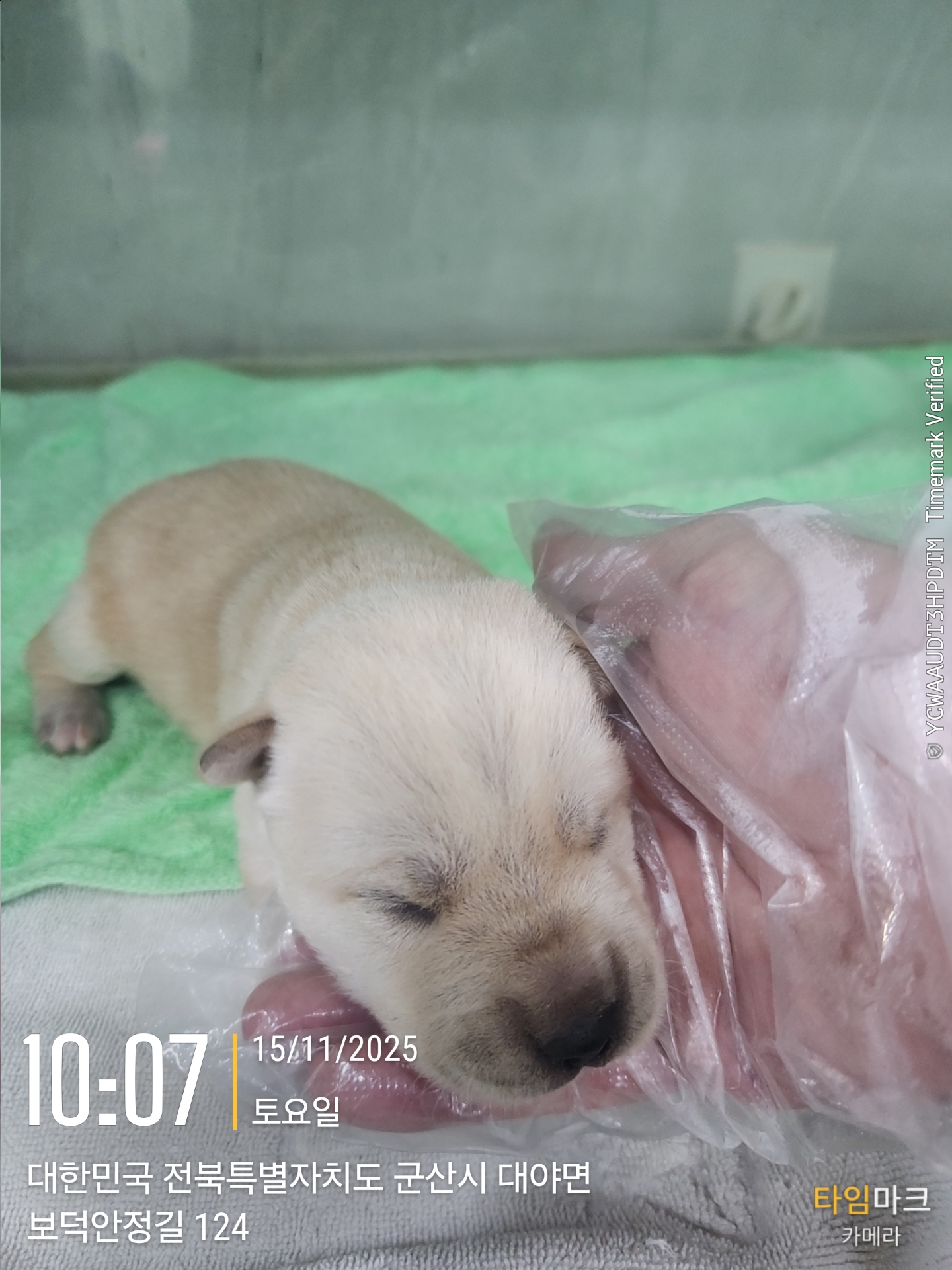 군산유기동물보호센터_445467202502396