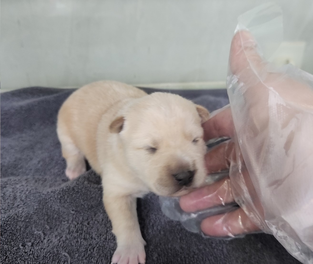 군산유기동물보호센터_445467202502397