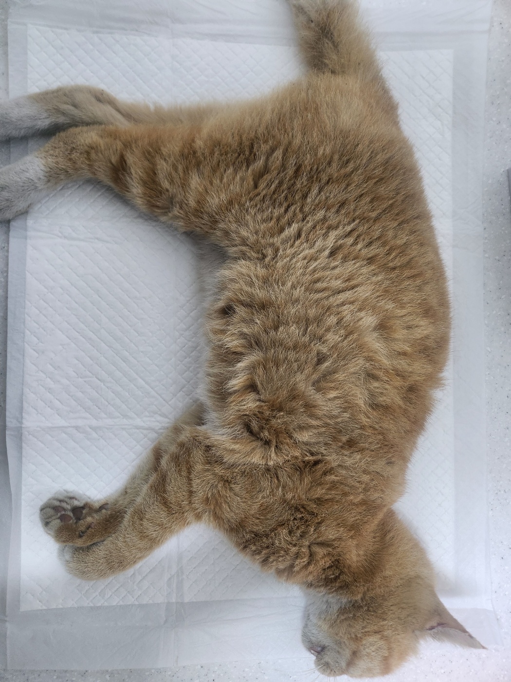 인천광역시수의사회_428353202501114