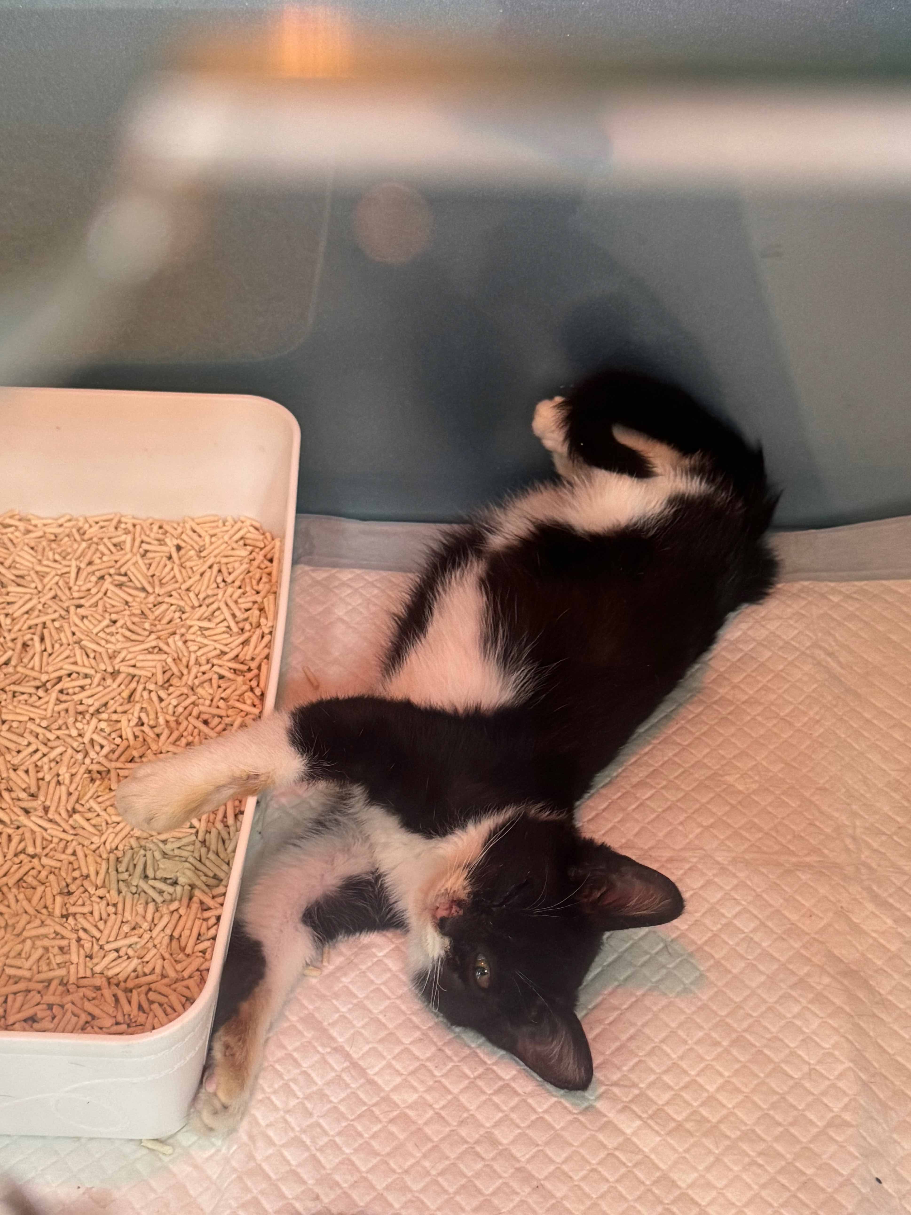 현풍동물병원_427348202501108