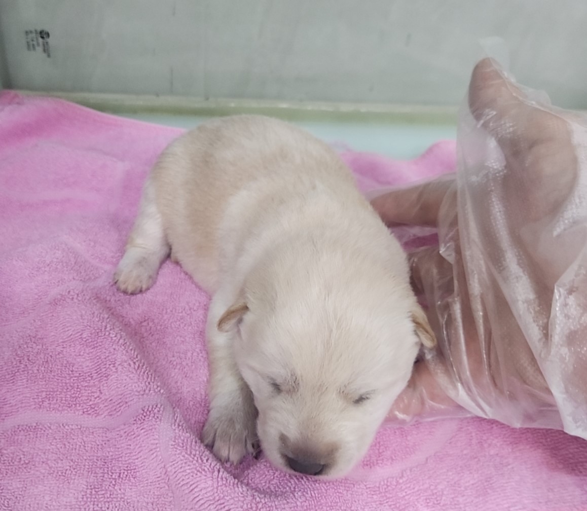 보호중 믹스견의 가…