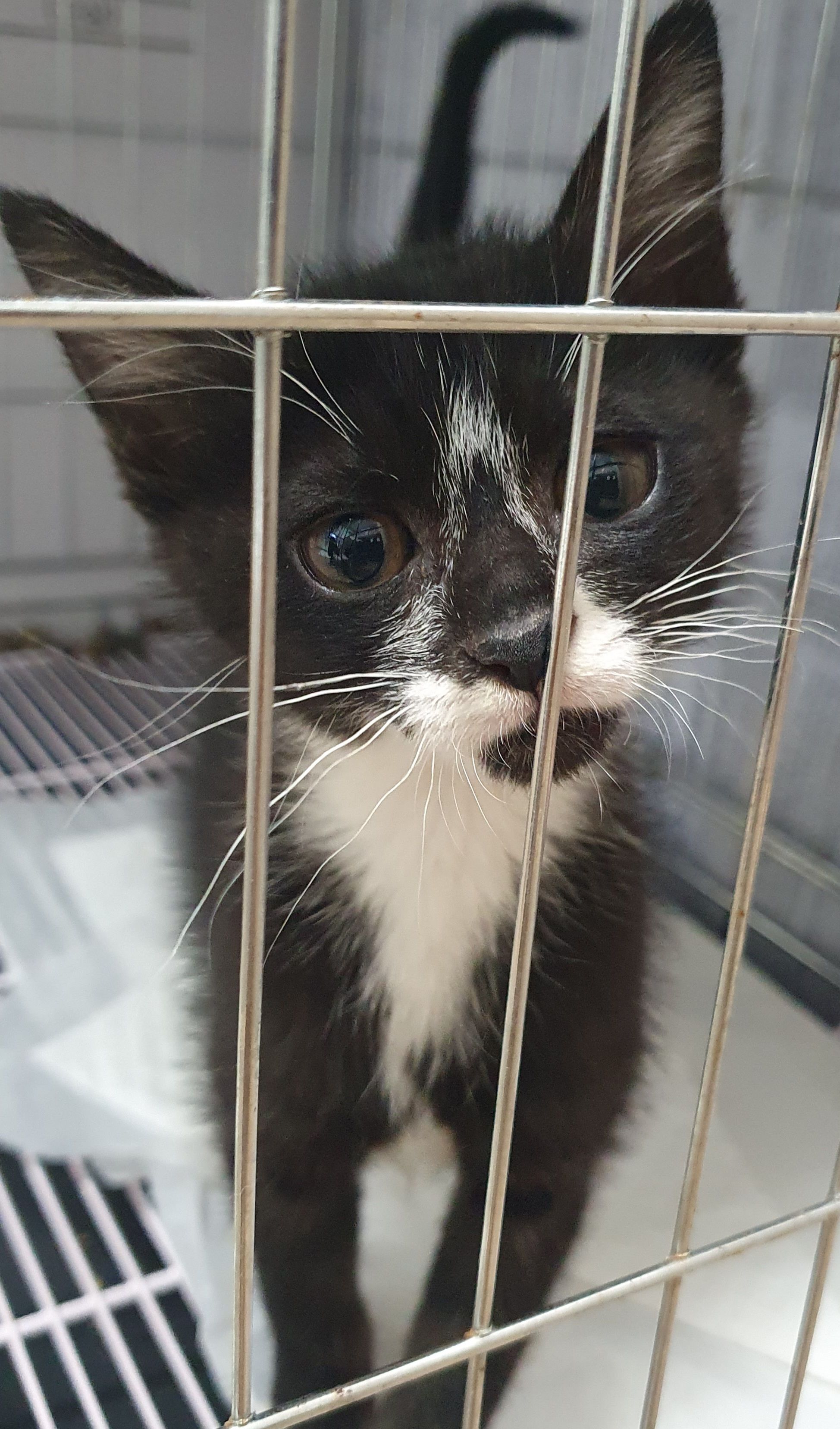 디아크 동물종합병원_411320202500656