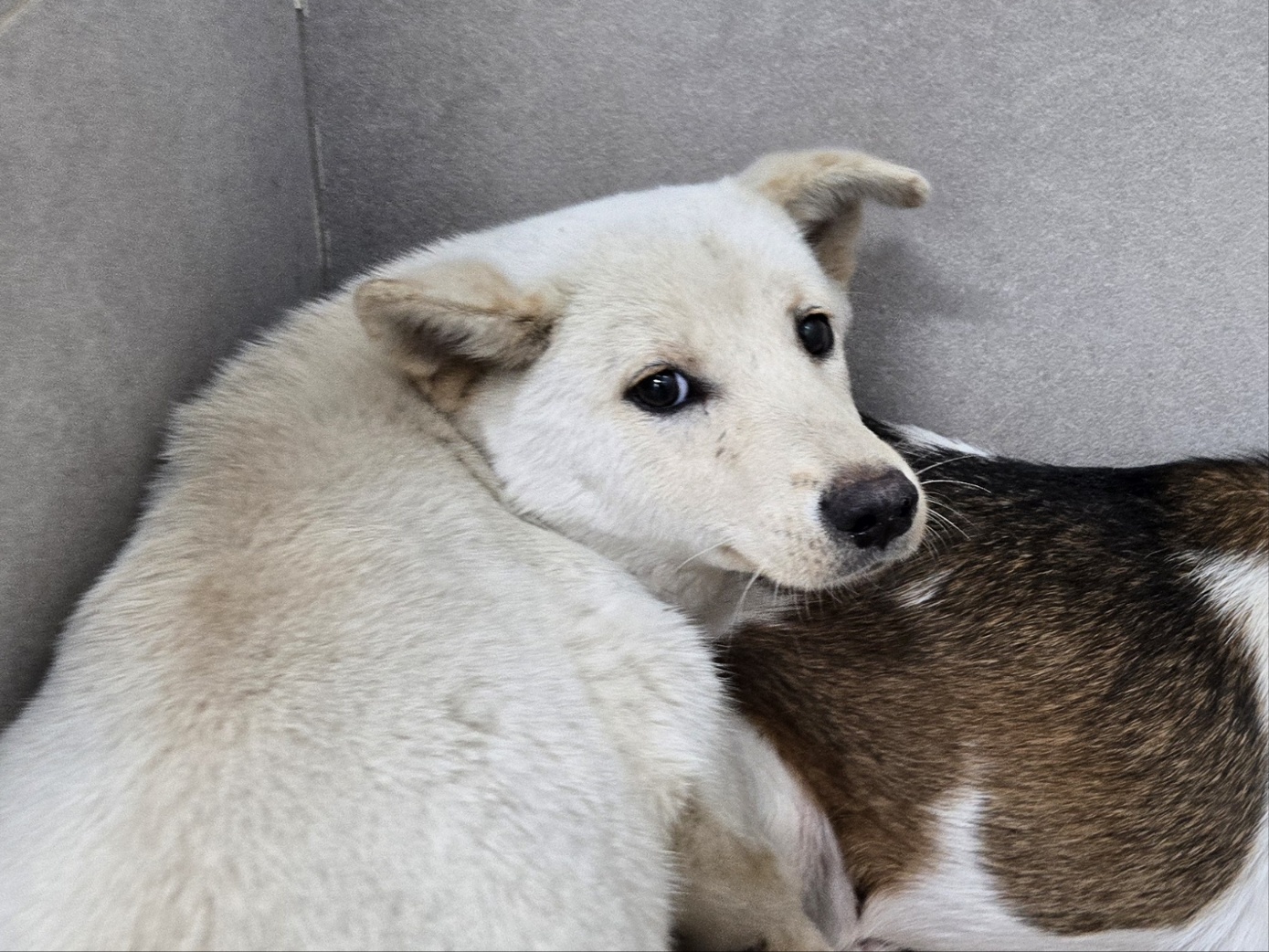 보호중 믹스견의 가…