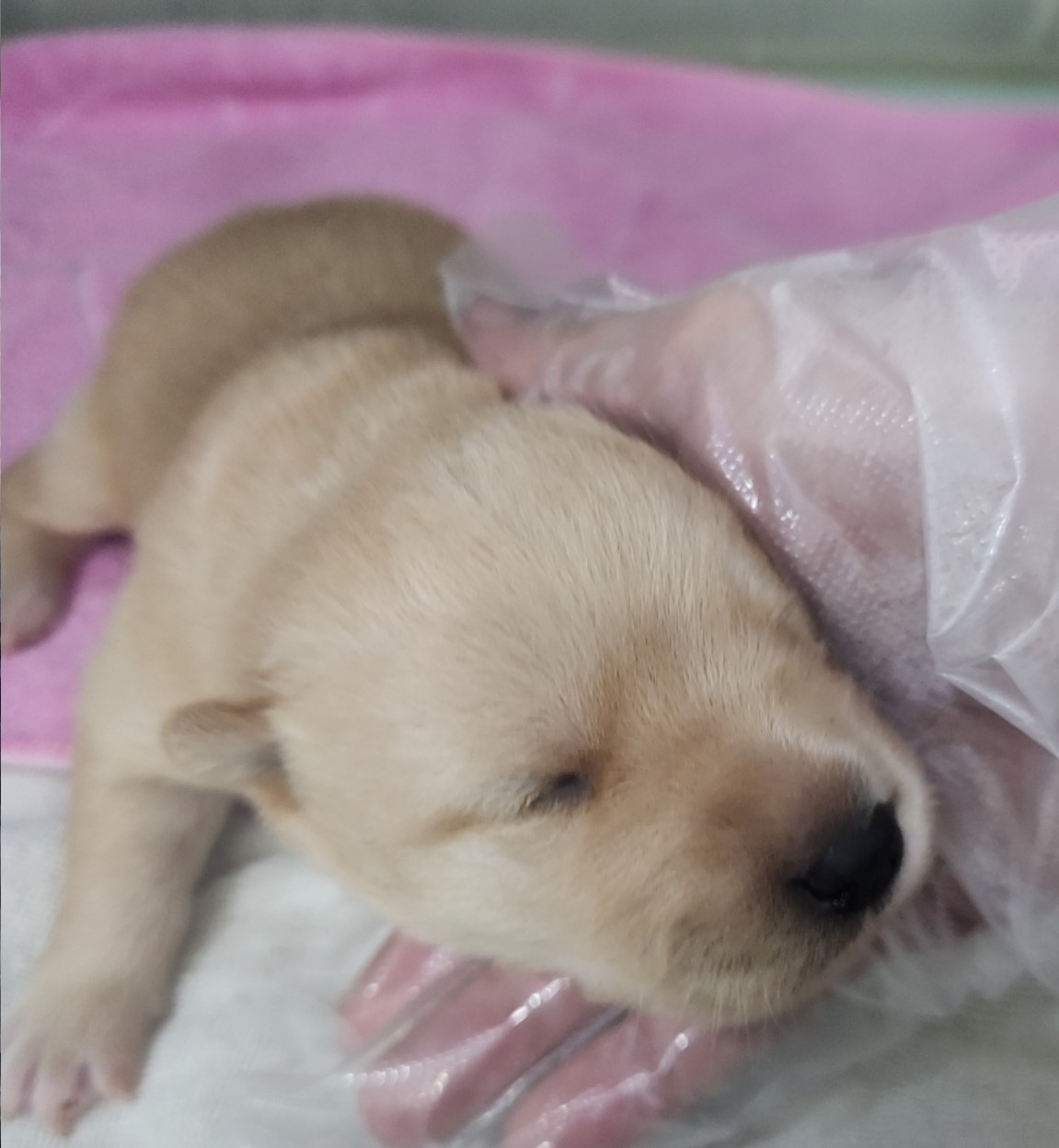 보호중 믹스견의 가…