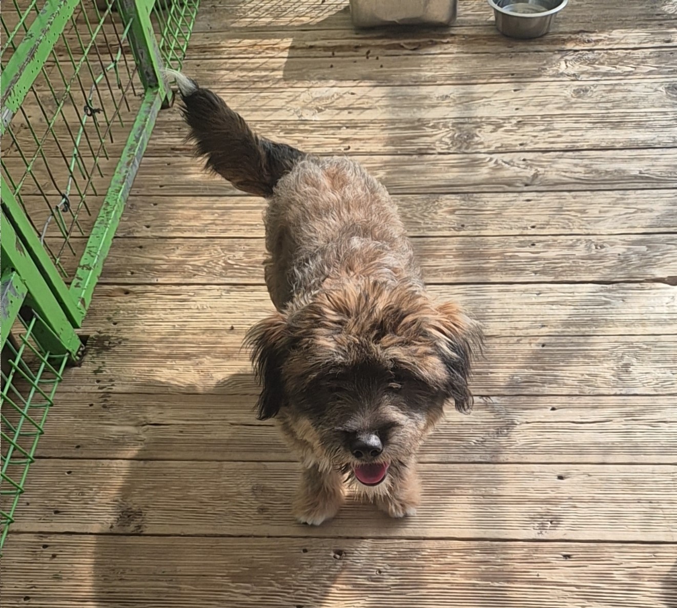 보호중 믹스견의 가…