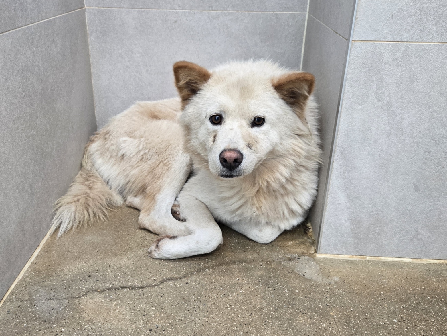 고양시동물보호센터_441394202502412