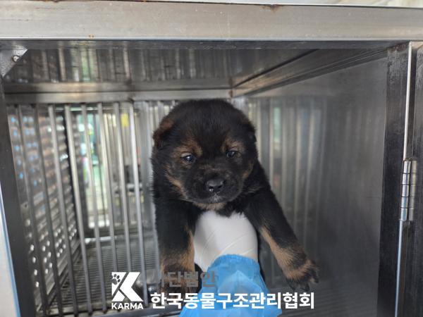 보호중 믹스견의 가…