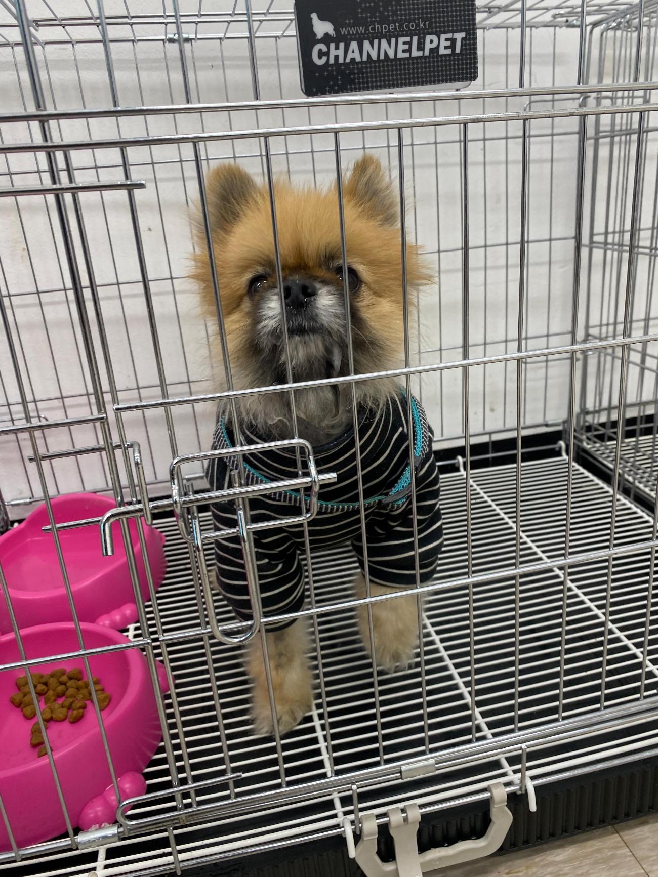 종료(반환) 포메라…