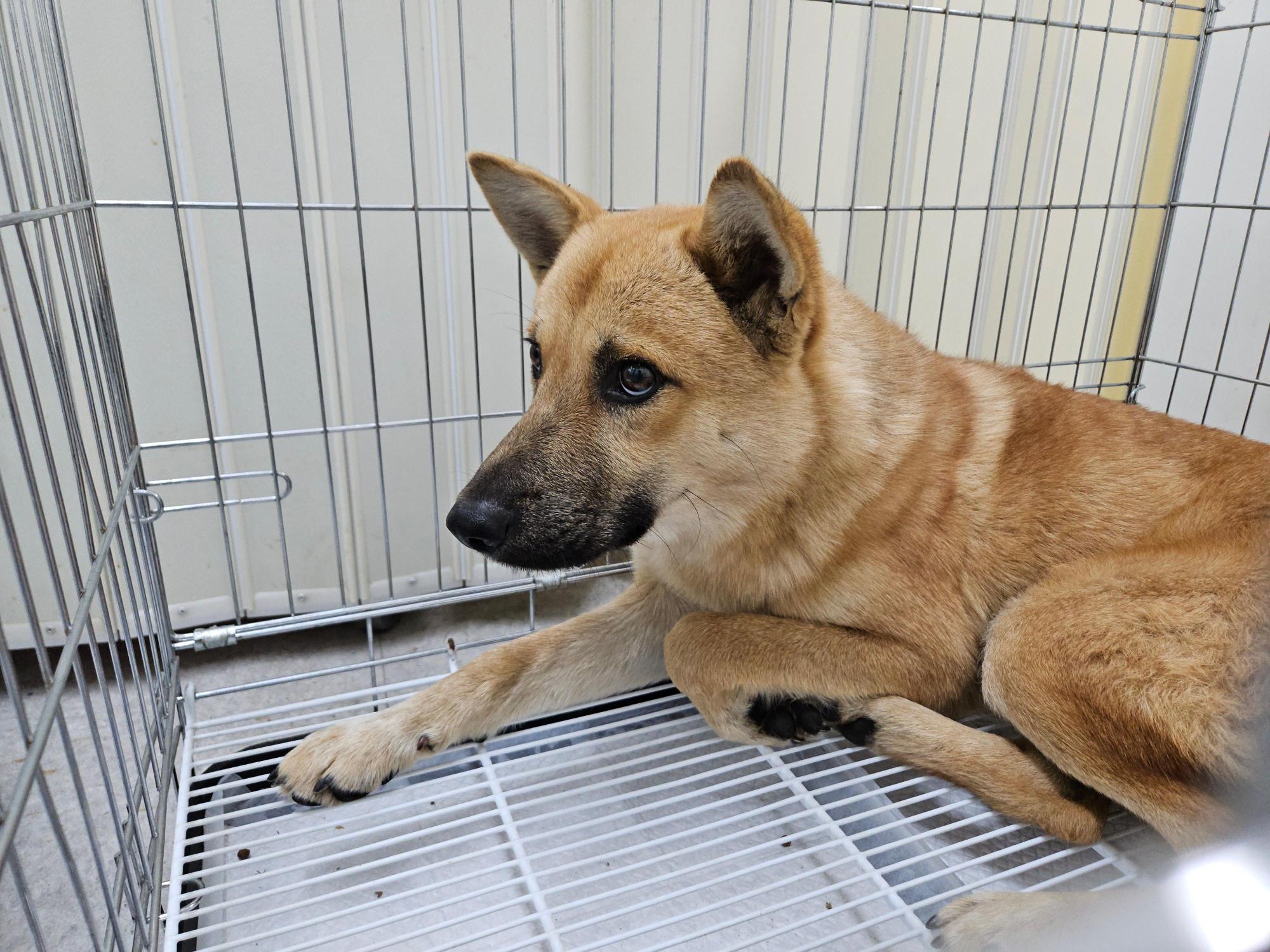 경주동물사랑보호센터_447505202501577