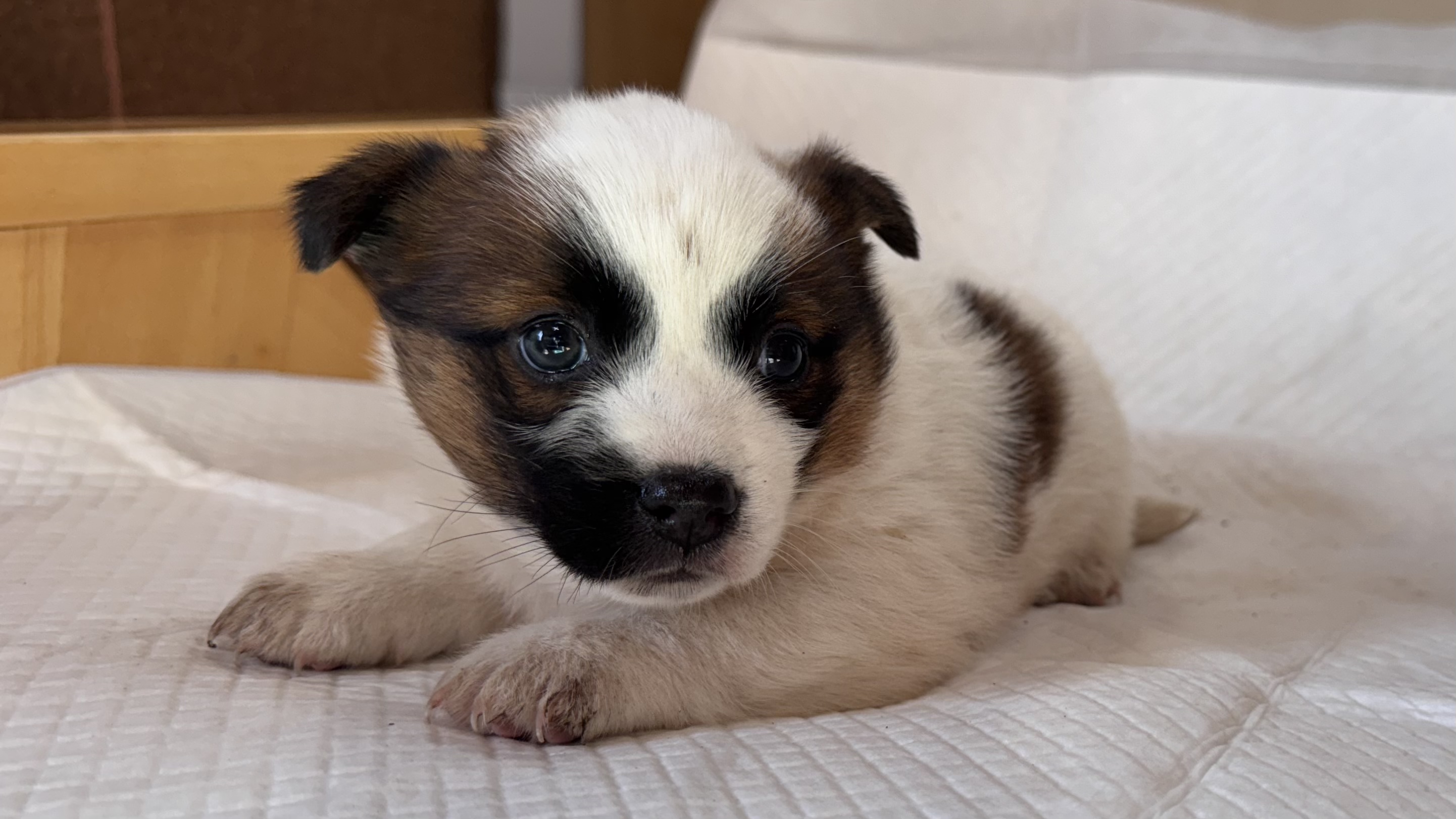 상주시 동물보호센터_447511202501434