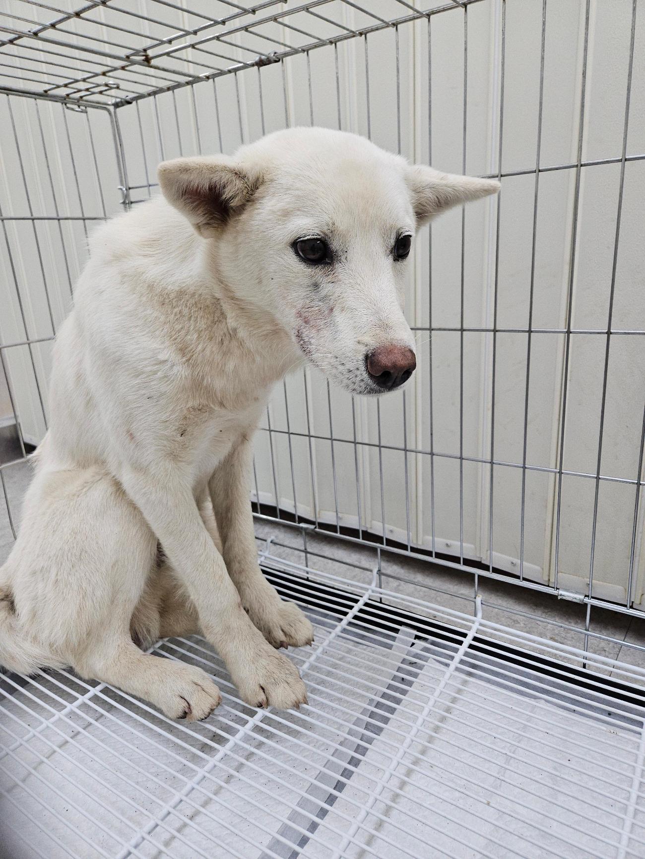 경주동물사랑보호센터_447505202501576