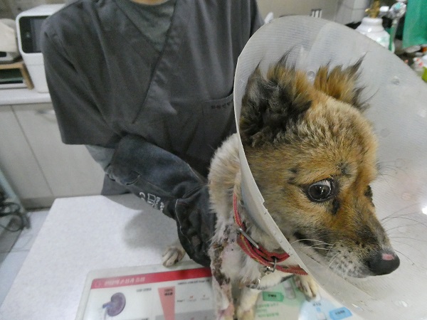 화원연합동물병원_427348202501109