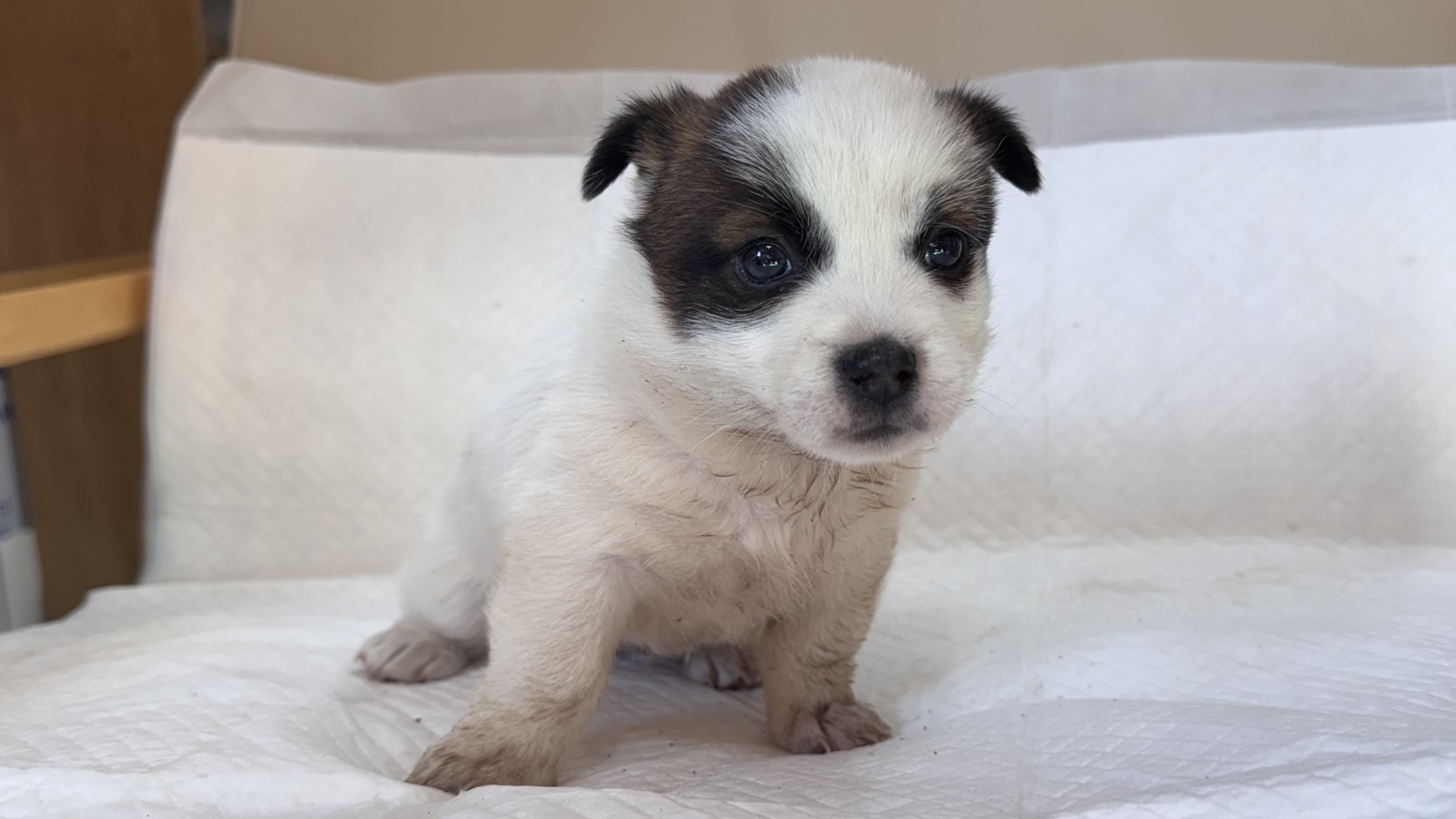 상주시 동물보호센터_447511202501433