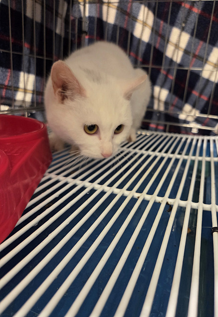 종료(자연사) 한국…