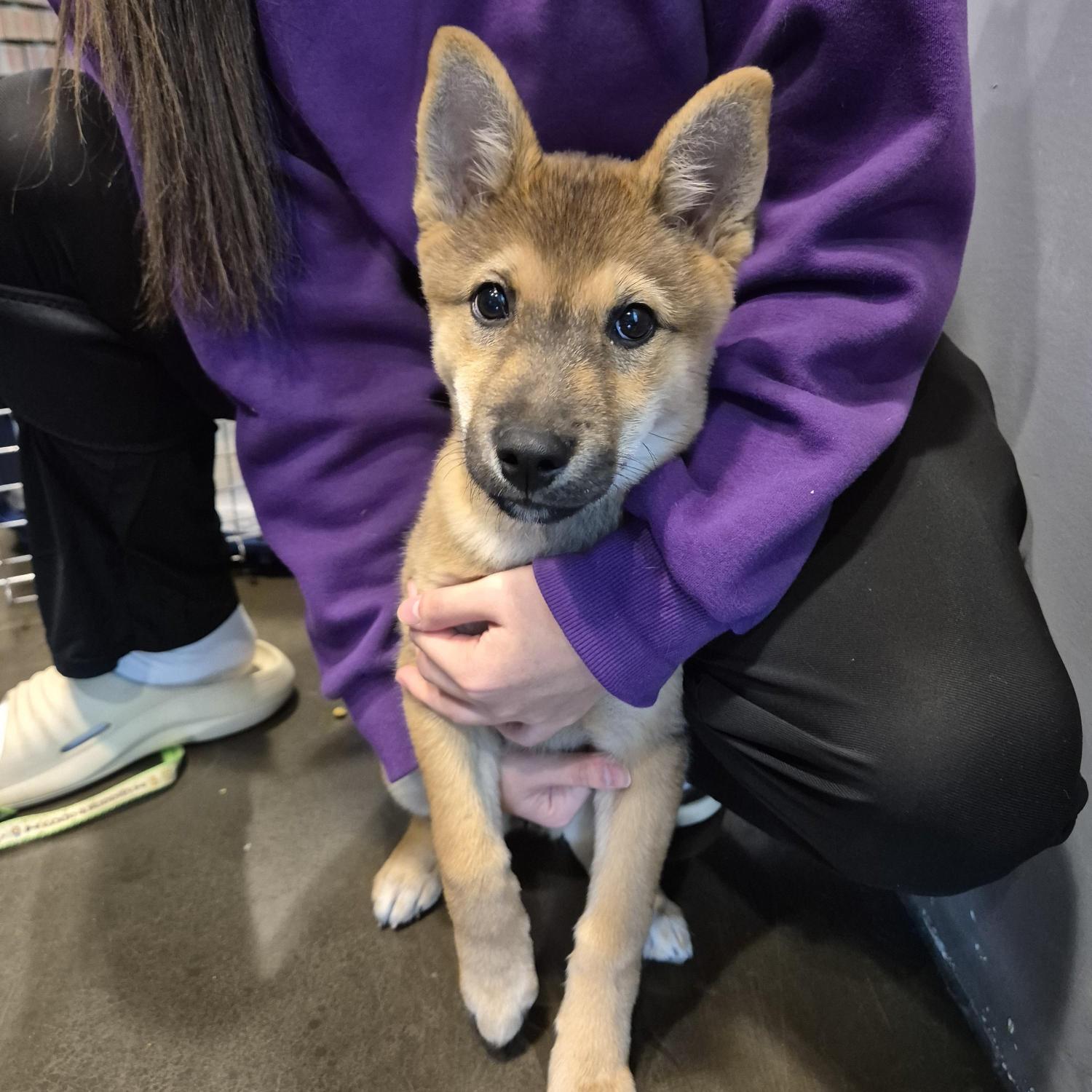 보호중 믹스견의 가…