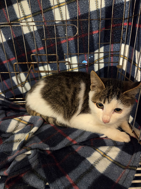 삼산종합동물병원_428354202501208