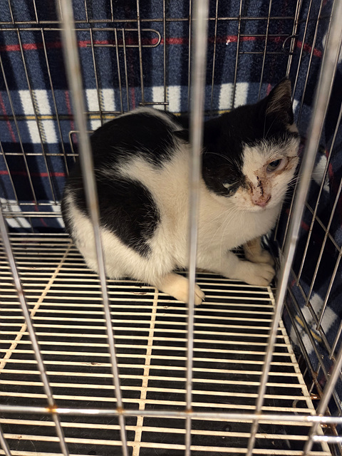 종료(자연사) 한국…