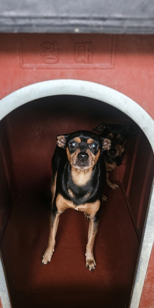 보호중 치와와의 가…