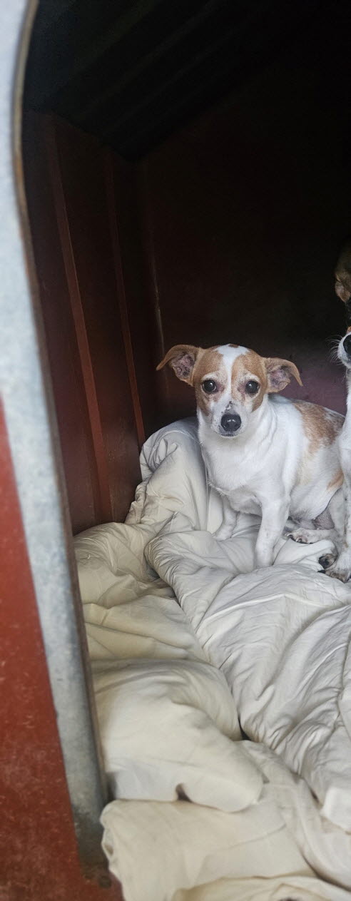 보호중 치와와의 가…