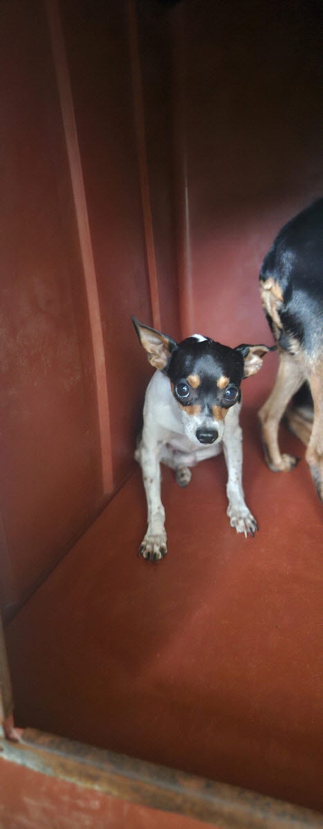 보호중 치와와의 가…