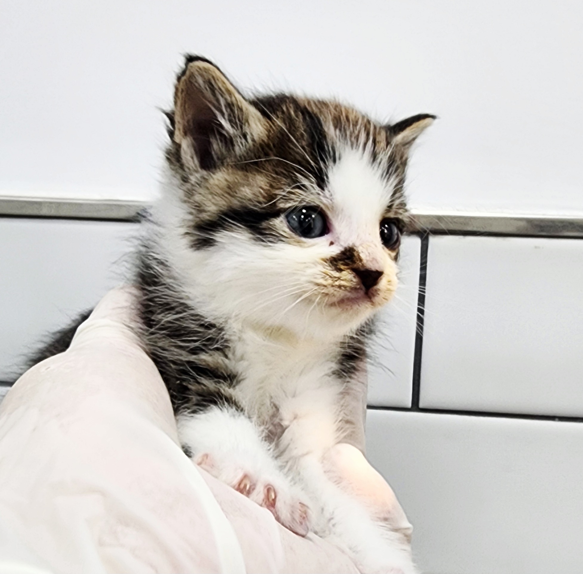 종료(자연사) 한국…