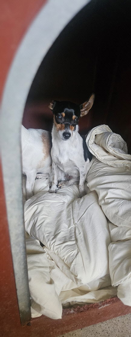 익산유기동물보호소_445468202503061