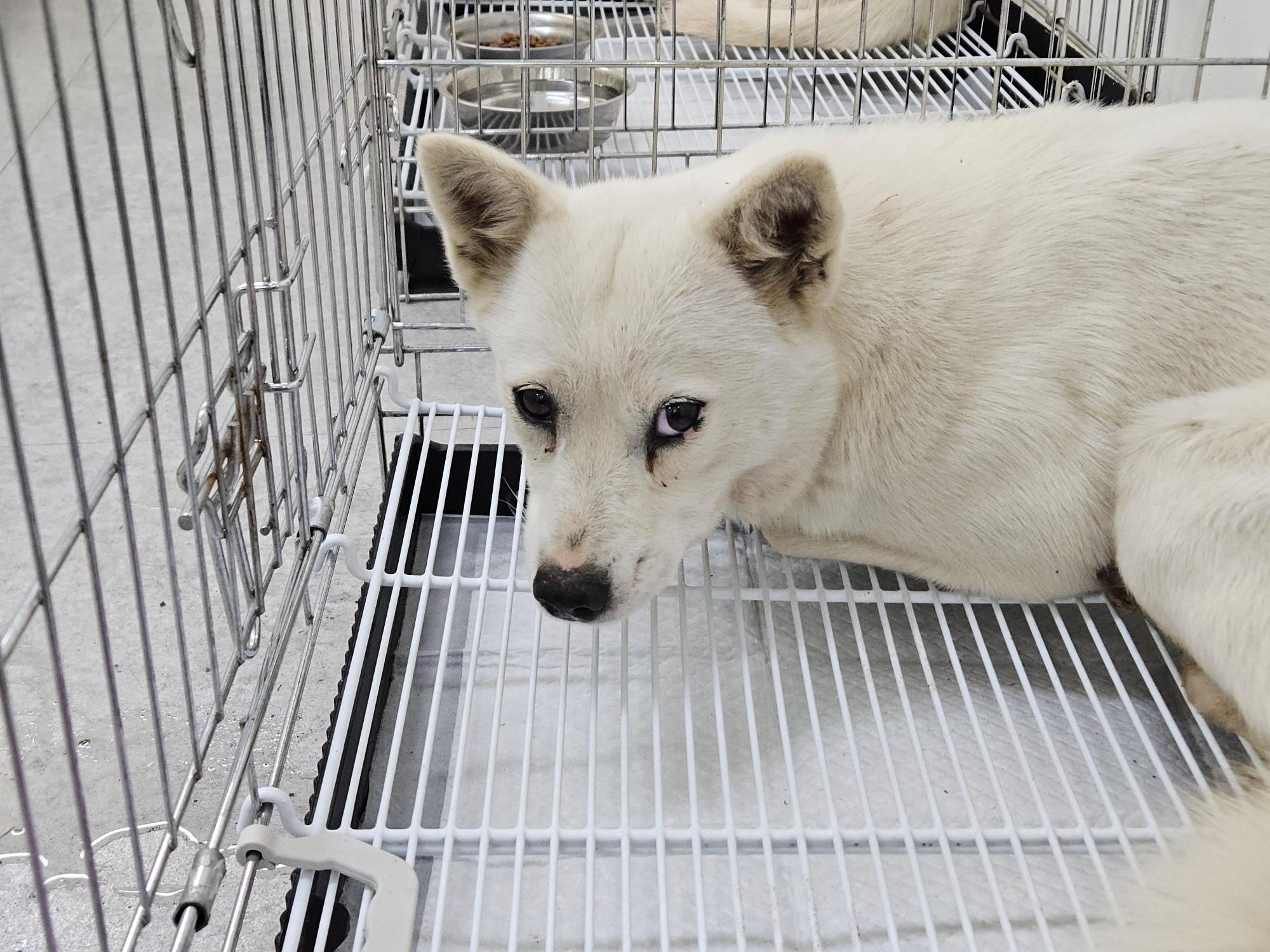 보호중 믹스견의 가…