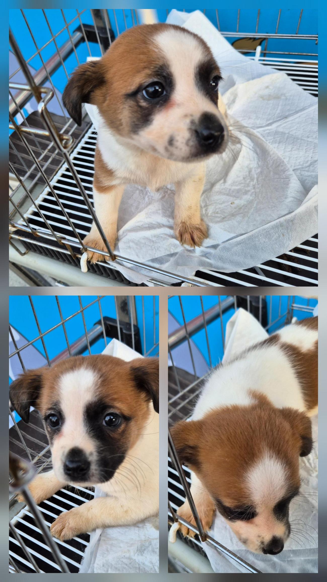 종합축산_447512202500680