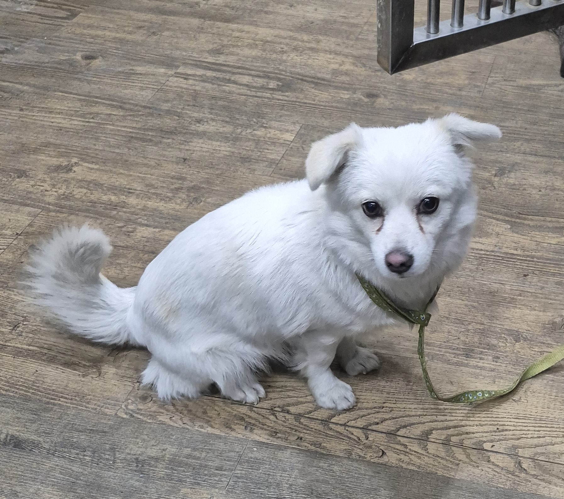 대구시수의사회(더펫)_427343202501078