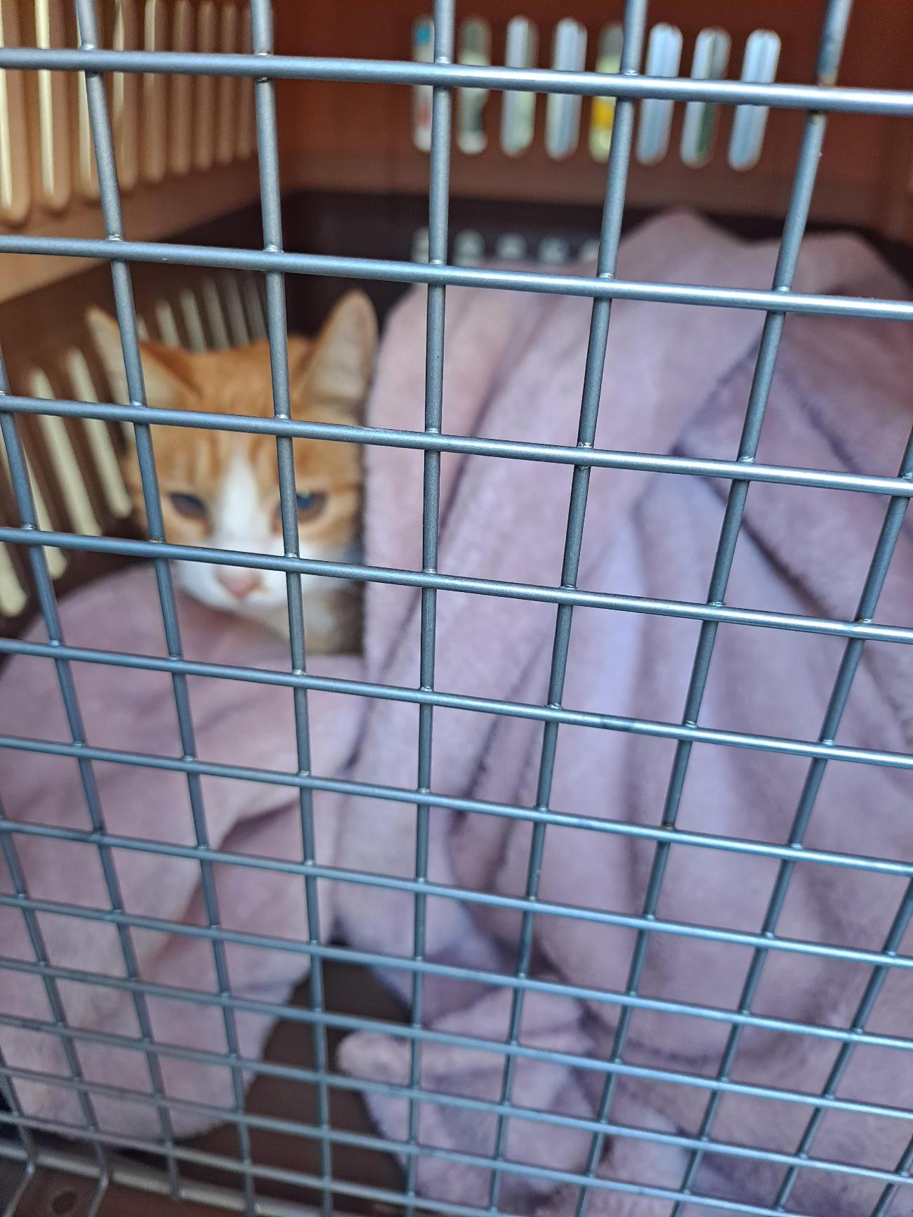 보호중 한국 고양이…