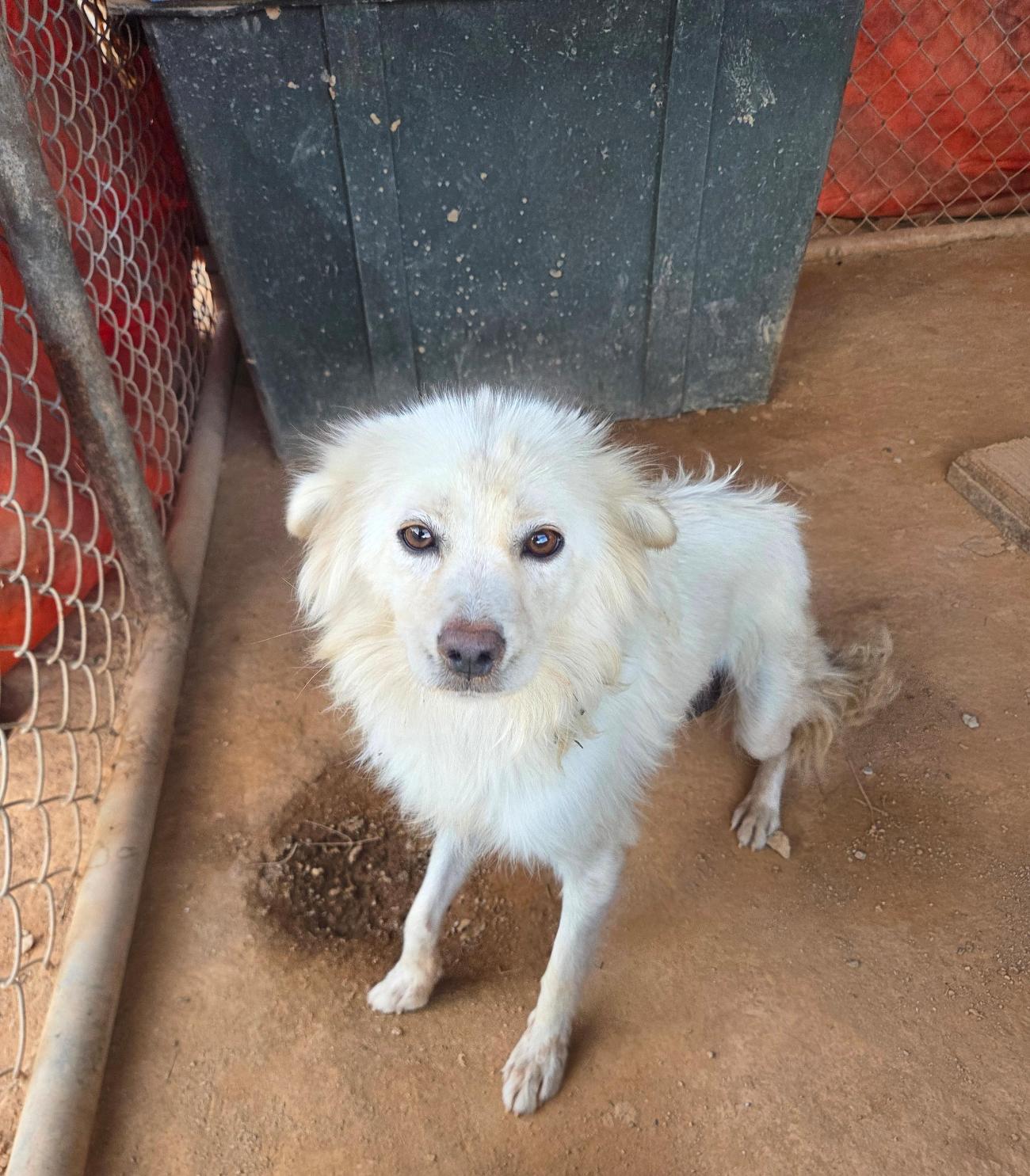 나주유기동물보호센터_446483202501897