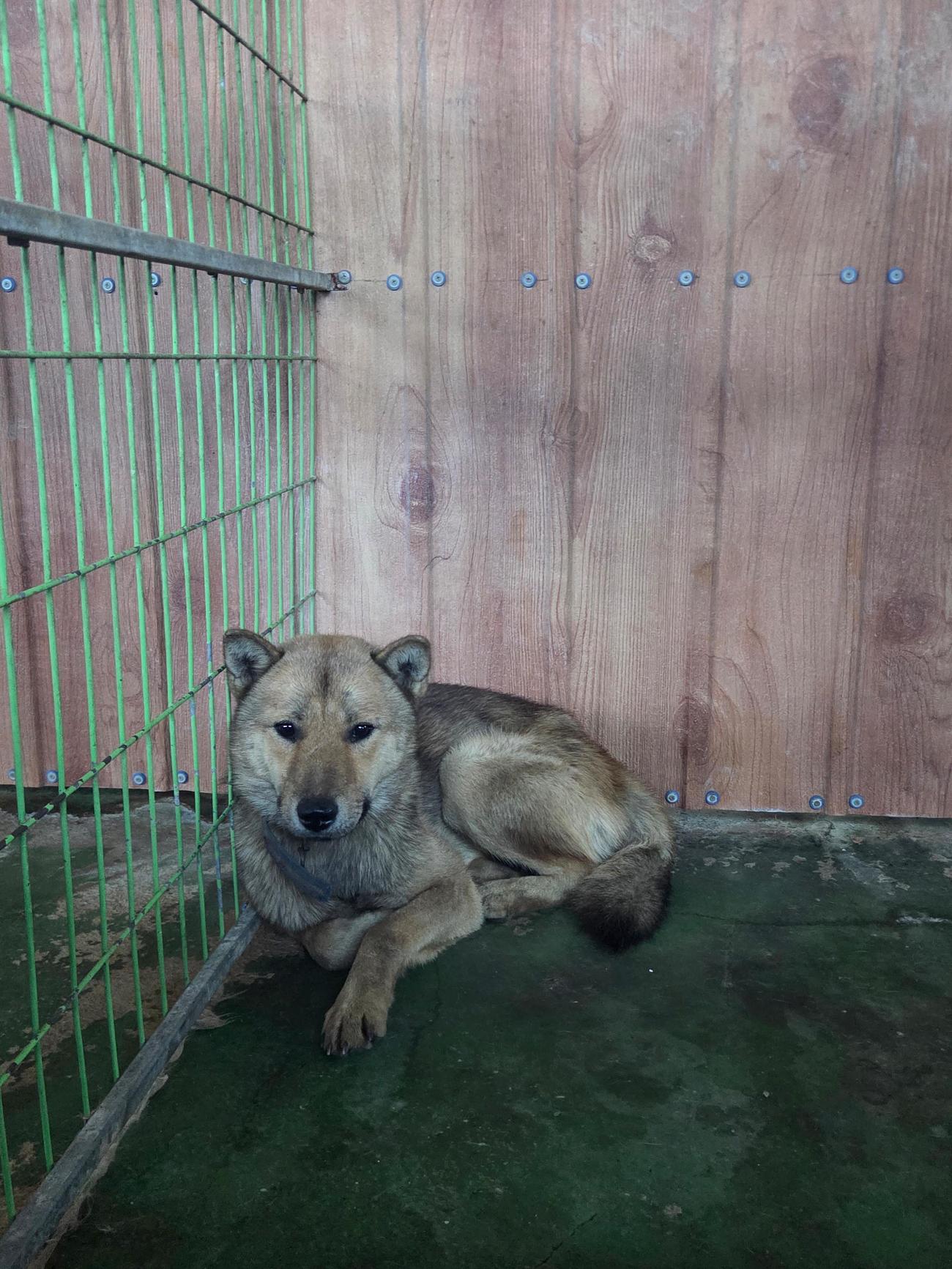 보호중 믹스견의 가…