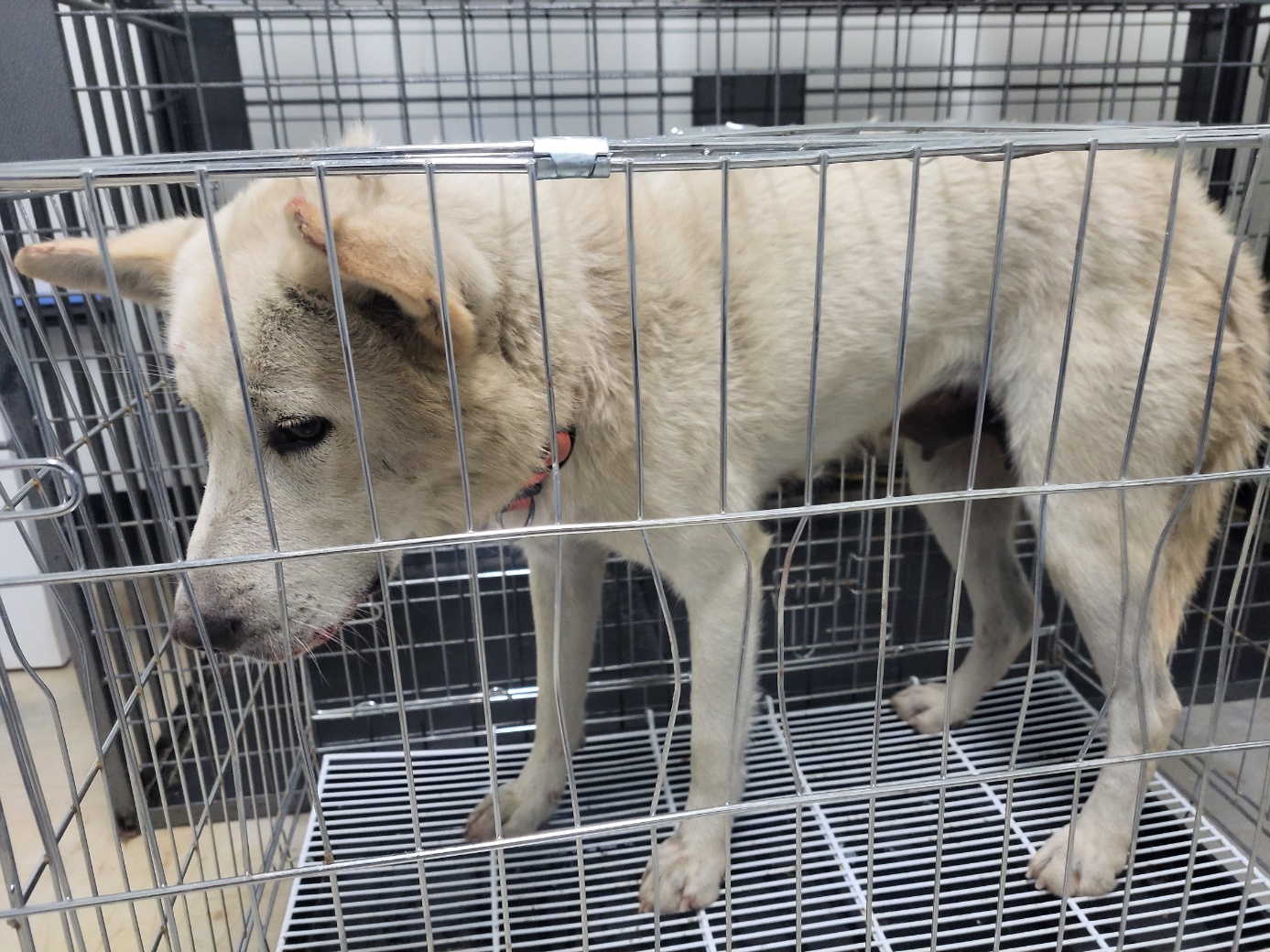 고양시동물보호센터_441394202502443