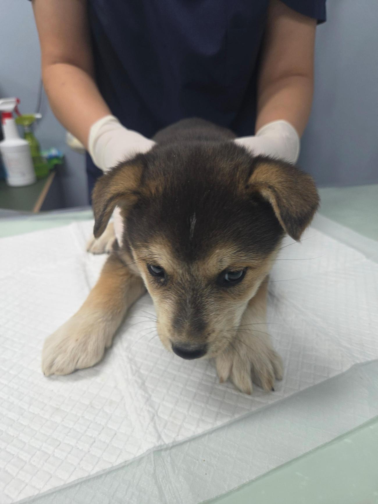 나주유기동물보호센터_446483202501901