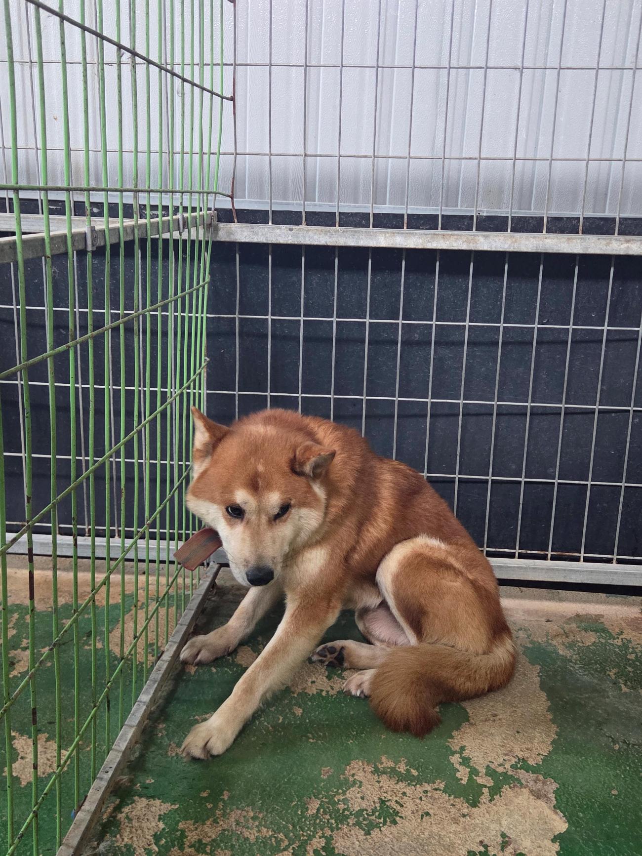 나주유기동물보호센터_446483202501893