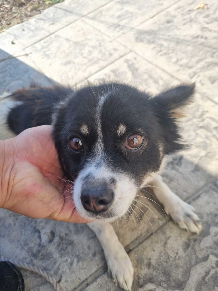 군위종합동물병원_427514202500276