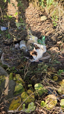 보호중 한국 고양이…