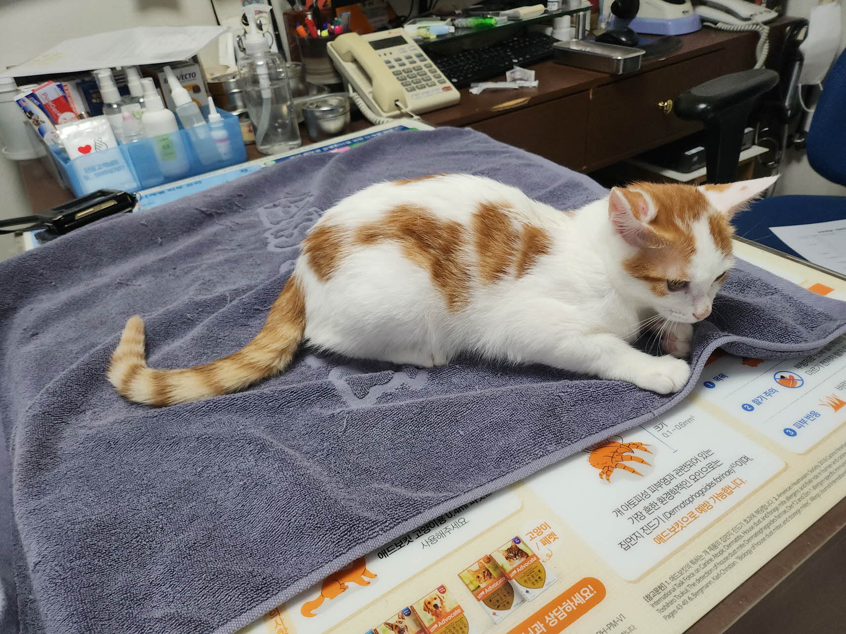 대구수의사회(아이펫)_427343202501080