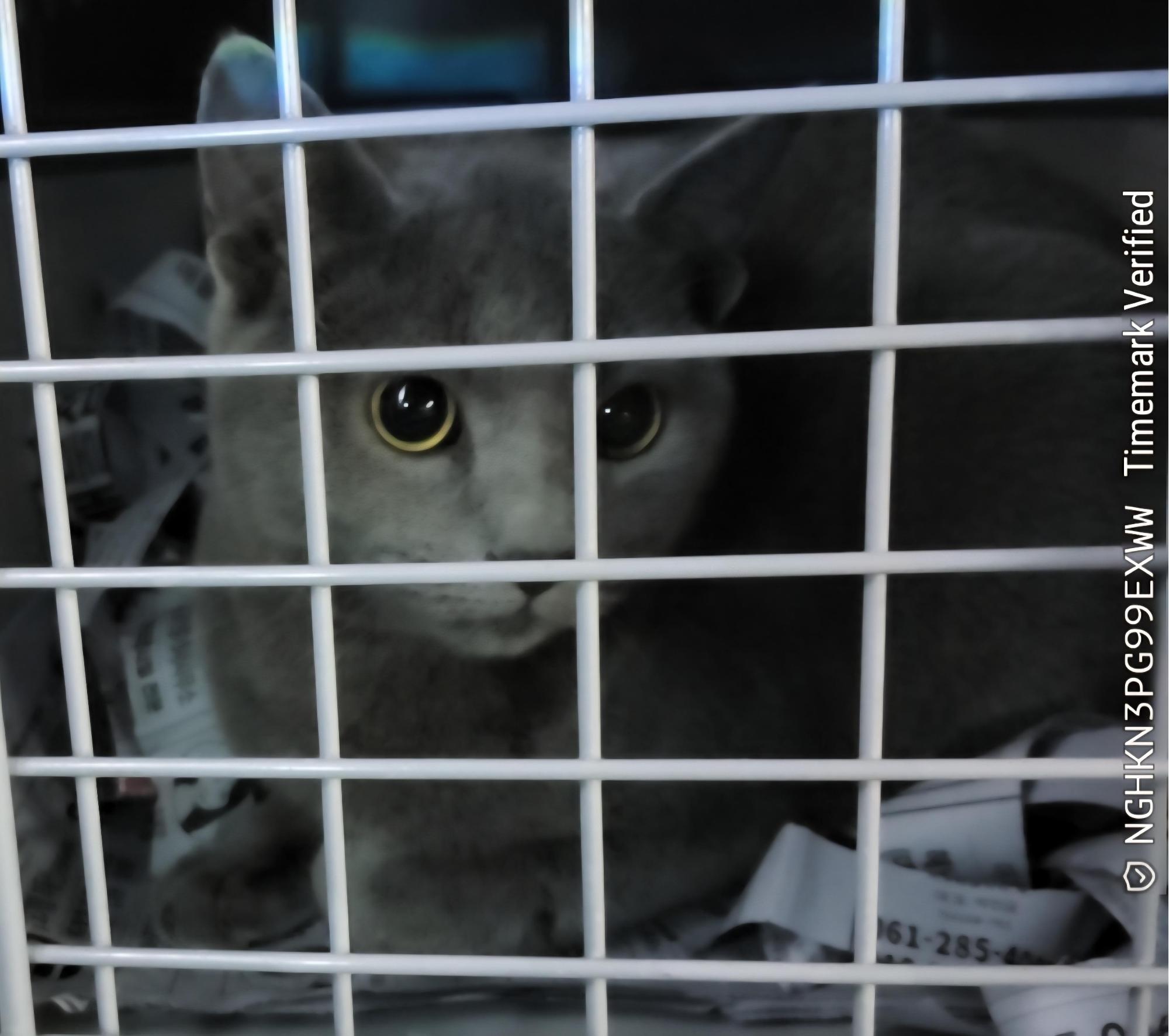 목포시유기동물보호소_446480202501512