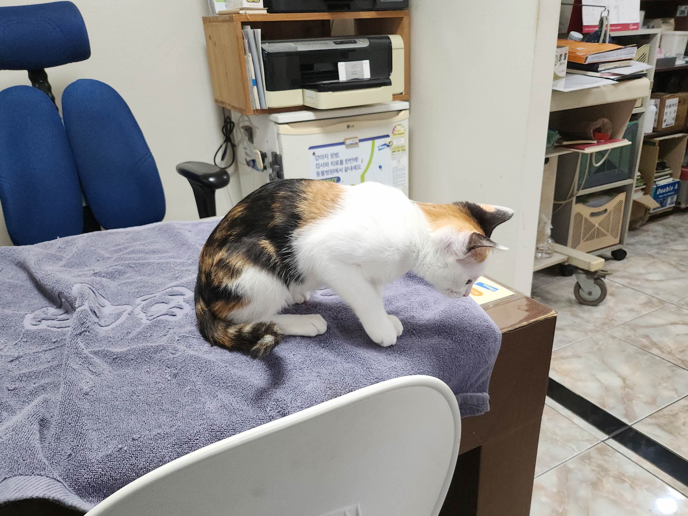 대구수의사회(아이펫)_427343202501081