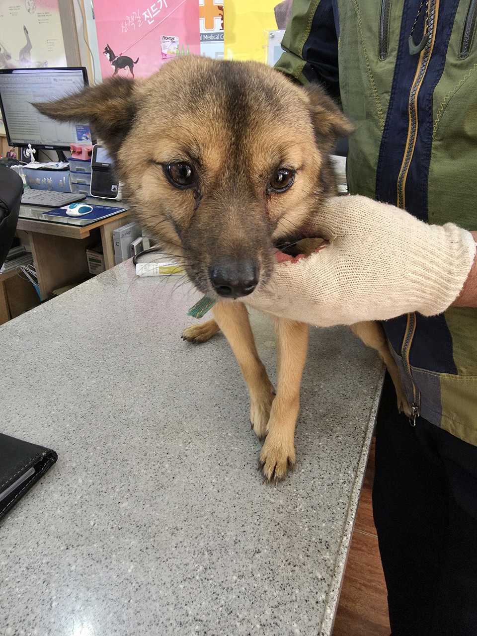 증평 가정견 훈련소_443445202500626