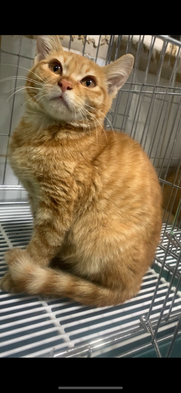 보호중 한국 고양이…