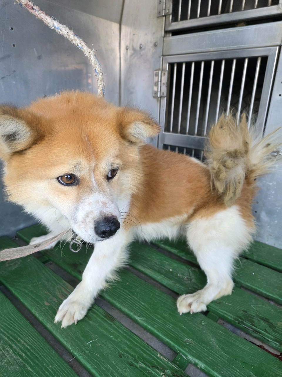 종료(반환) 믹스견…