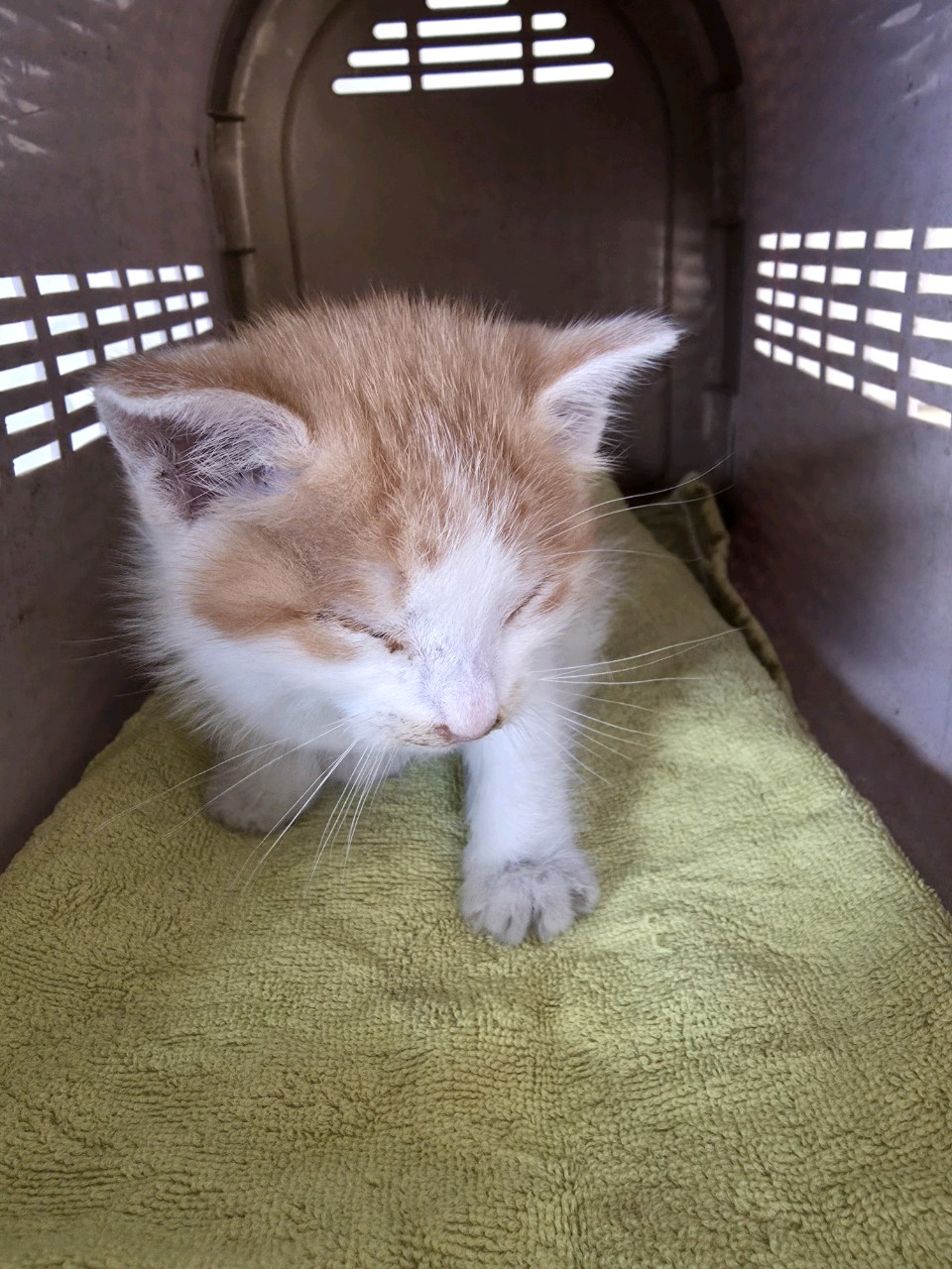 종료(자연사) 한국…